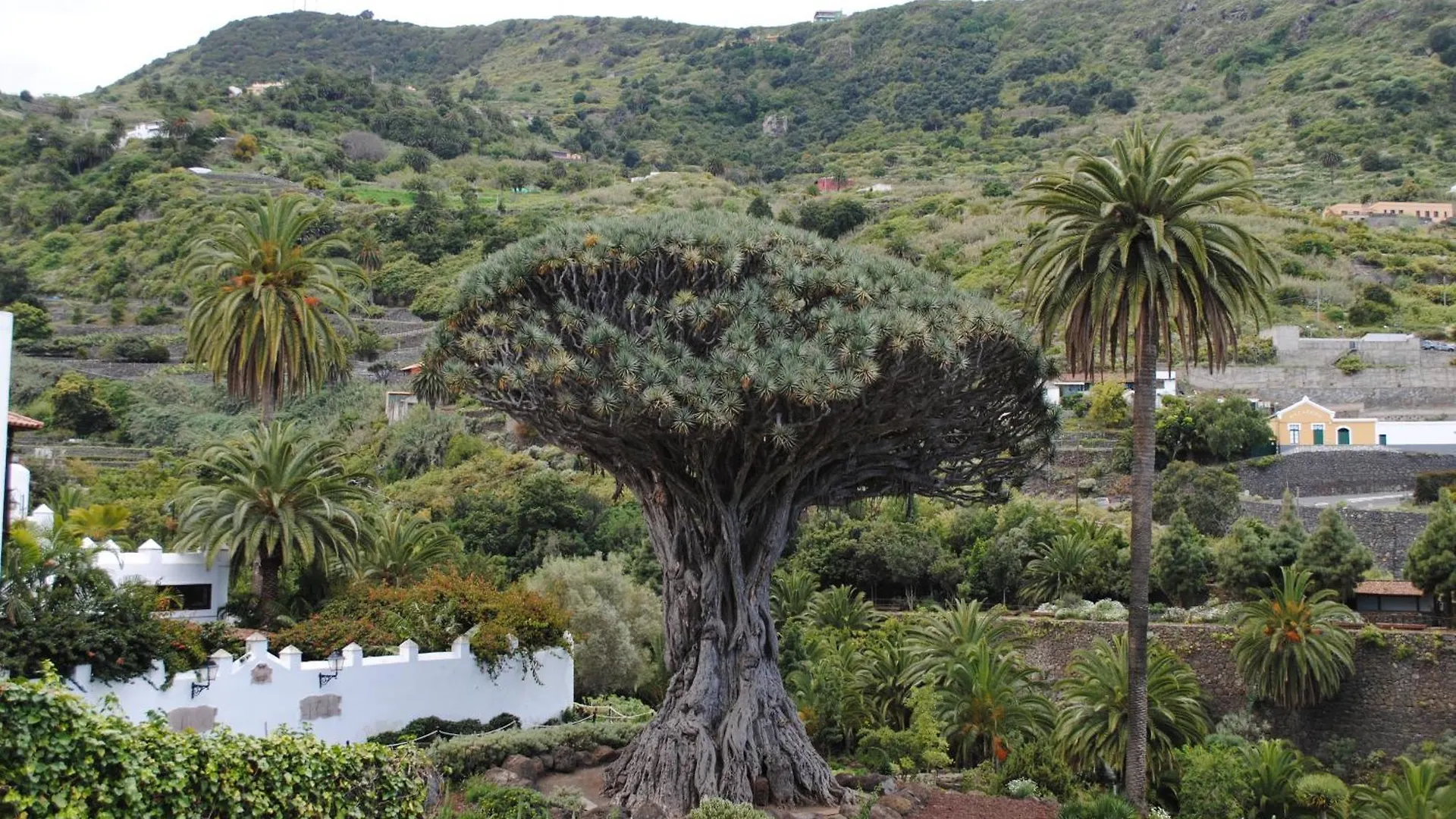 Villa Finca Los Loros Icod De Los Vinos By Hrtenerife Net Santa Cruz de Tenerife